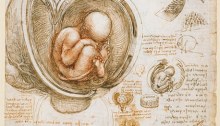Leonardo da Vinci: Studies of the foetus in the womb, c.1510-13
